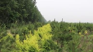 植物树木绿化实拍素材视频的预览图